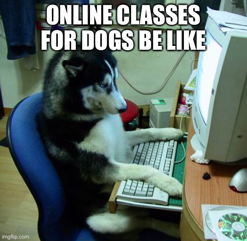 I Have No Idea What I Am Doing | ONLINE CLASSES FOR DOGS BE LIKE | image tagged in memes,i have no idea what i am doing | made w/ Imgflip meme maker