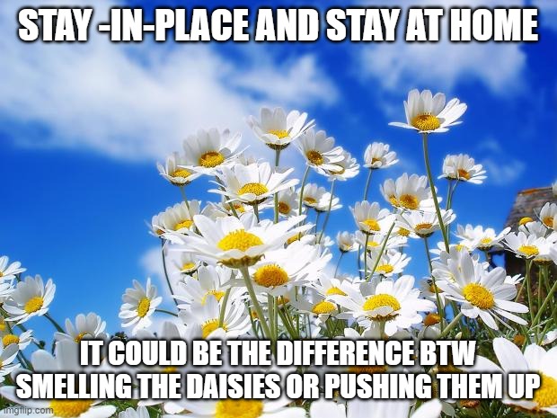 spring daisy flowers |  STAY -IN-PLACE AND STAY AT HOME; IT COULD BE THE DIFFERENCE BTW SMELLING THE DAISIES OR PUSHING THEM UP | image tagged in spring daisy flowers | made w/ Imgflip meme maker