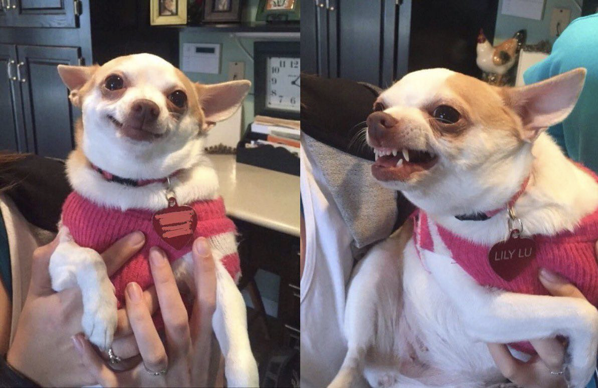 Smiling Dog Angry Dog Blank Meme Template