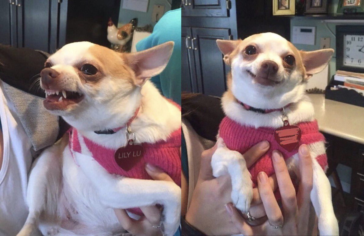 High Quality Angry Dog Smiling Dog Blank Meme Template