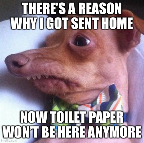 Tuna the dog (Phteven) | THERE’S A REASON WHY I GOT SENT HOME NOW TOILET PAPER WON’T BE HERE ANYMORE | image tagged in tuna the dog phteven | made w/ Imgflip meme maker