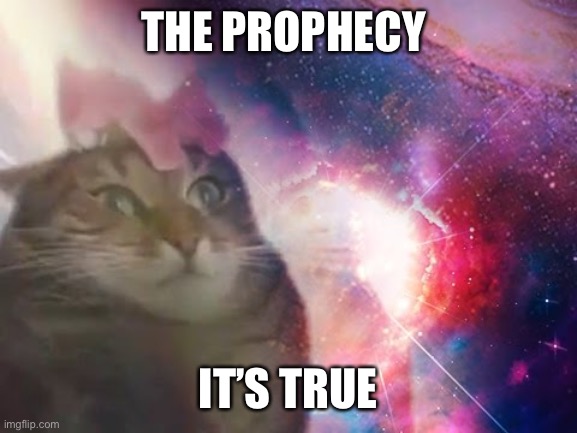 the prophecy is true cat | THE PROPHECY IT’S TRUE | image tagged in the prophecy is true cat | made w/ Imgflip meme maker