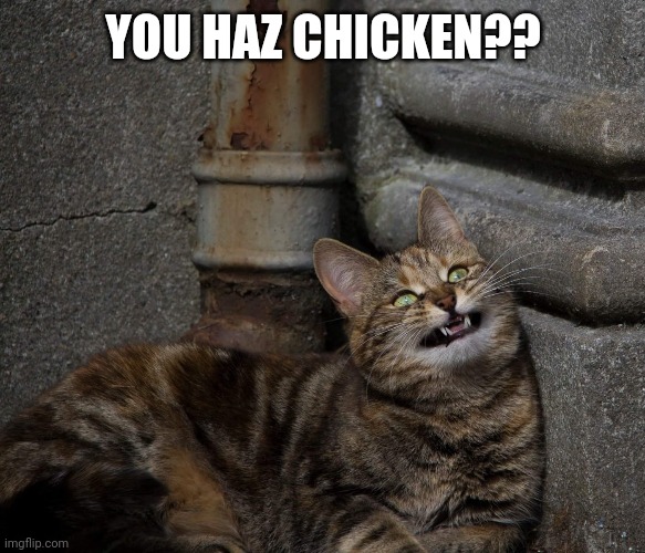 You haz chicken? | YOU HAZ CHICKEN?? | image tagged in funny cats,grumpy cat,lolcats,cats,hilarious memes,hungry cat | made w/ Imgflip meme maker