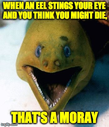 WHEN AN EEL STINGS YOUR EYE AND YOU THINK YOU MIGHT DIE, THAT'S A MORAY | made w/ Imgflip meme maker