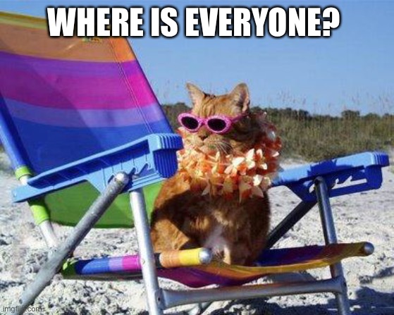 Beach Cat | WHERE IS EVERYONE? | image tagged in beach cat | made w/ Imgflip meme maker