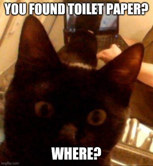 Kitty suprised | YOU FOUND TOILET PAPER? WHERE? | image tagged in kitty suprised | made w/ Imgflip meme maker