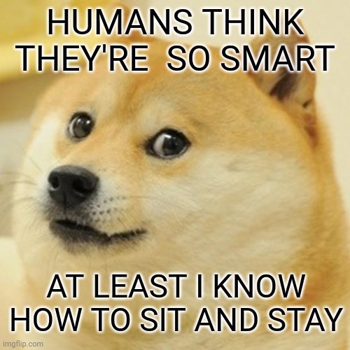 Doge Meme | HUMANS THINK THEY'RE  SO SMART; AT LEAST I KNOW HOW TO SIT AND STAY | image tagged in memes,doge | made w/ Imgflip meme maker