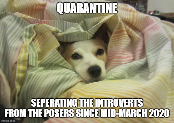 Dog hiding under a blanket | QUARANTINE; SEPERATING THE INTROVERTS FROM THE POSERS SINCE MID-MARCH 2020 | image tagged in dog hiding under a blanket | made w/ Imgflip meme maker