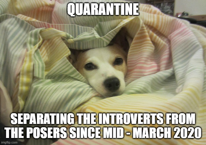 Dog hiding under a blanket | QUARANTINE; SEPARATING THE INTROVERTS FROM THE POSERS SINCE MID - MARCH 2020 | image tagged in dog hiding under a blanket | made w/ Imgflip meme maker