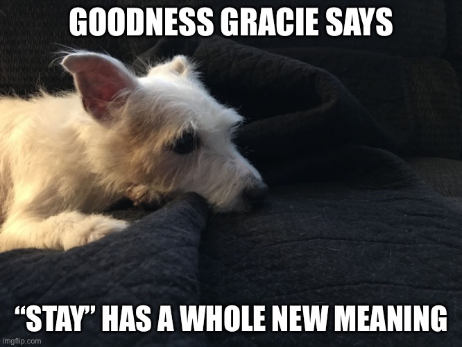 Goodness Gracie | GOODNESS GRACIE SAYS; “STAY” HAS A WHOLE NEW MEANING | image tagged in goodness gracie | made w/ Imgflip meme maker