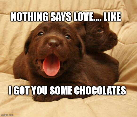 Chocolate Love | NOTHING SAYS LOVE.... LIKE; I GOT YOU SOME CHOCOLATES | image tagged in chocolates | made w/ Imgflip meme maker