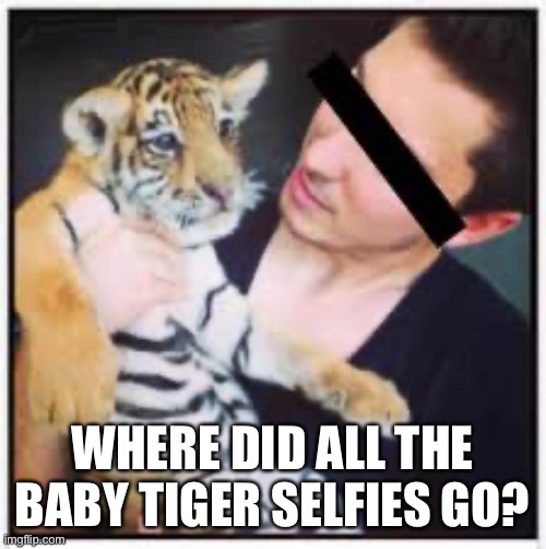 If you’ve watched Tiger King on Netflix you get it. | WHERE DID ALL THE BABY TIGER SELFIES GO? | image tagged in memes,lol so funny,funny meme,tigers | made w/ Imgflip meme maker