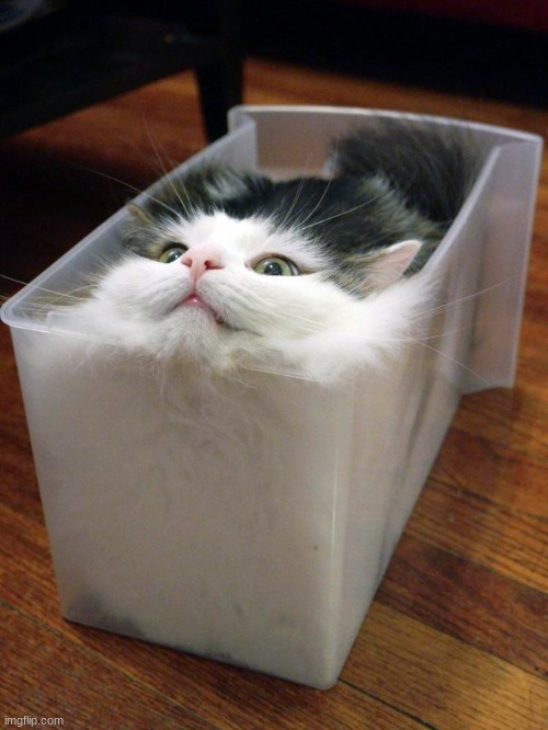 Liquid Cat | image tagged in liquid cat | made w/ Imgflip meme maker