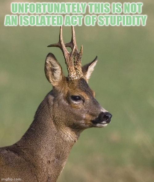 Sad deer | UNFORTUNATELY THIS IS NOT AN ISOLATED ACT OF STUPIDITY | image tagged in sad deer | made w/ Imgflip meme maker