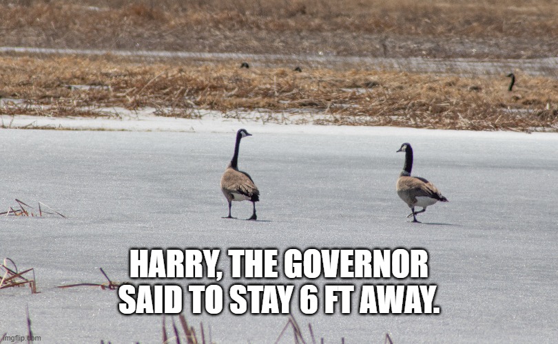 HARRY, THE GOVERNOR SAID TO STAY 6 FT AWAY. | image tagged in coronavirus | made w/ Imgflip meme maker