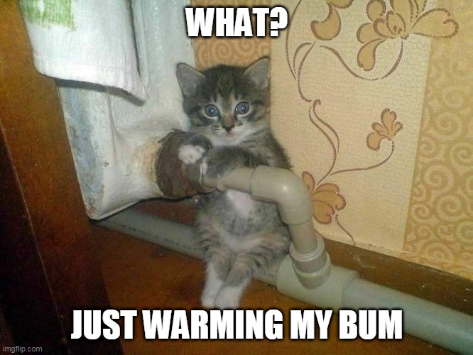 WARM BUTT | WHAT? JUST WARMING MY BUM | image tagged in kitten,cats,funny cats,cute cat | made w/ Imgflip meme maker