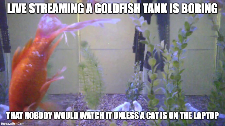 Live Streaming a Goldfish Tank | LIVE STREAMING A GOLDFISH TANK IS BORING; THAT NOBODY WOULD WATCH IT UNLESS A CAT IS ON THE LAPTOP | image tagged in live streaming,memes,goldfish | made w/ Imgflip meme maker