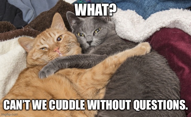 Two cats hugging | WHAT? CAN’T WE CUDDLE WITHOUT QUESTIONS. | image tagged in two cats hugging | made w/ Imgflip meme maker