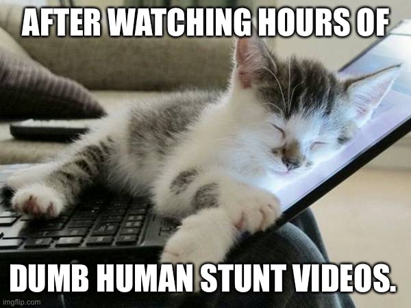 cat sleep computer | AFTER WATCHING HOURS OF; DUMB HUMAN STUNT VIDEOS. | image tagged in cat sleep computer | made w/ Imgflip meme maker