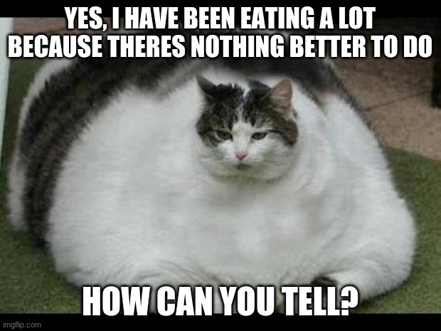 fat cat 2 | YES, I HAVE BEEN EATING A LOT BECAUSE THERES NOTHING BETTER TO DO; HOW CAN YOU TELL? | image tagged in fat cat 2 | made w/ Imgflip meme maker