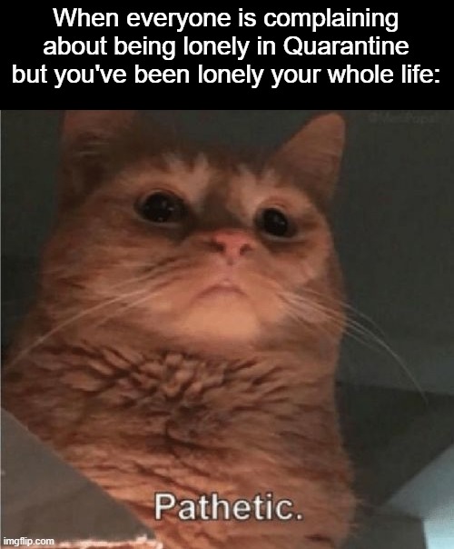 Get Used To It, But As An Introvert, I Love This Quarantine | When everyone is complaining about being lonely in Quarantine but you've been lonely your whole life: | image tagged in pathetic cat,quarantine,coronavirus,lonely | made w/ Imgflip meme maker