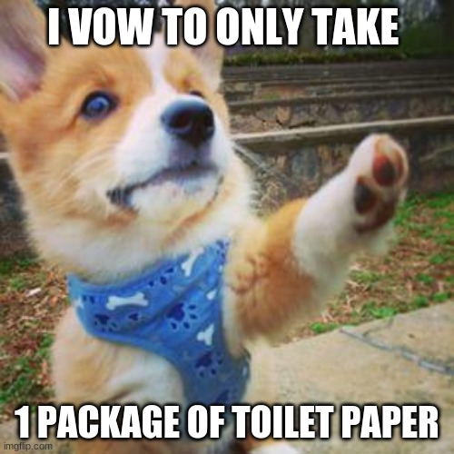 puppy corgi | I VOW TO ONLY TAKE; 1 PACKAGE OF TOILET PAPER | image tagged in puppy corgi | made w/ Imgflip meme maker