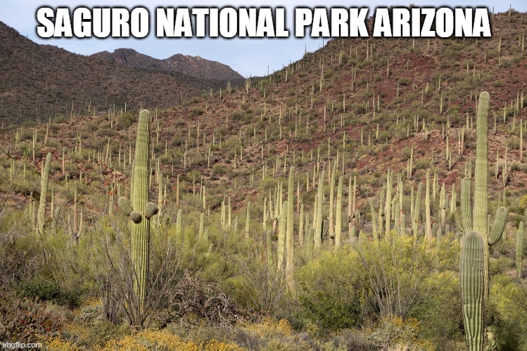 SAGURO NATIONAL PARK ARIZONA | made w/ Imgflip meme maker