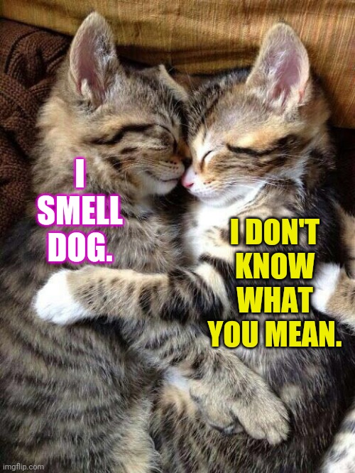 Cute Cats Cuddling | I SMELL DOG. I DON'T
KNOW
WHAT
YOU MEAN. | image tagged in cute cats cuddling | made w/ Imgflip meme maker
