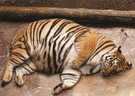 Fat tiger Blank Meme Template