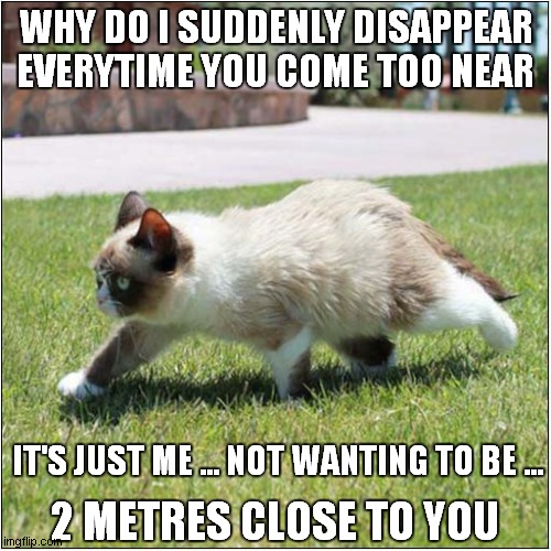 Grumpys Anti Social Distancing | WHY DO I SUDDENLY DISAPPEAR
EVERYTIME YOU COME TOO NEAR; IT'S JUST ME ... NOT WANTING TO BE ... 2 METRES CLOSE TO YOU | image tagged in fun,grumpy cat,social distancing | made w/ Imgflip meme maker