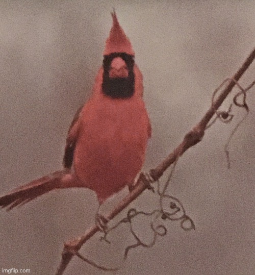 Confused cardinal | image tagged in confused cardinal | made w/ Imgflip meme maker