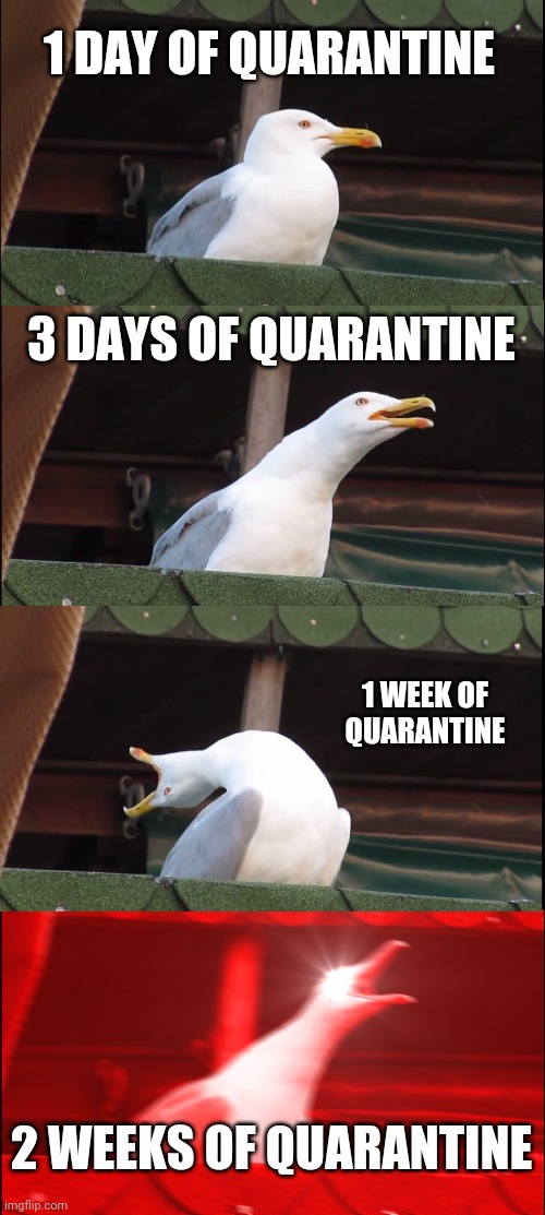 Inhaling Seagull | 1 DAY OF QUARANTINE; 3 DAYS OF QUARANTINE; 1 WEEK OF QUARANTINE; 2 WEEKS OF QUARANTINE | image tagged in memes,inhaling seagull | made w/ Imgflip meme maker