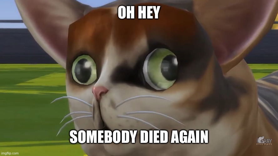 Gray Whyyyyy?!?!? | OH HEY; SOMEBODY DIED AGAIN | image tagged in spleens the cat | made w/ Imgflip meme maker