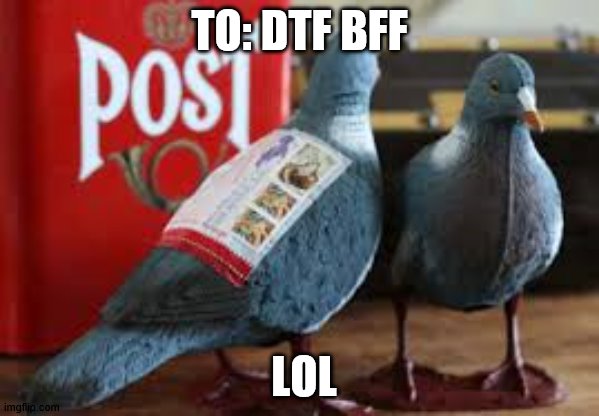 carrier pigeon | TO: DTF BFF; LOL | image tagged in carrier pigeon | made w/ Imgflip meme maker