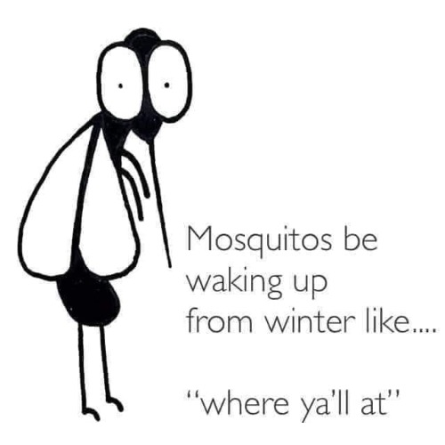 This must be a Texas Mosquito | image tagged in mosquitoes,texas,coronavirus,malaria,mosquito,quarantine | made w/ Imgflip meme maker