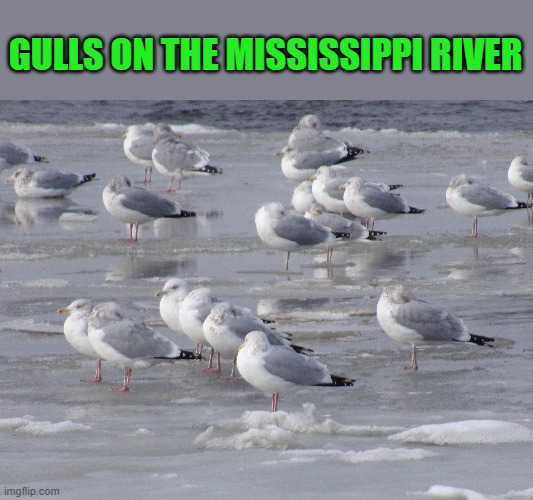 GULLS ON THE MISSISSIPPI RIVER | made w/ Imgflip meme maker