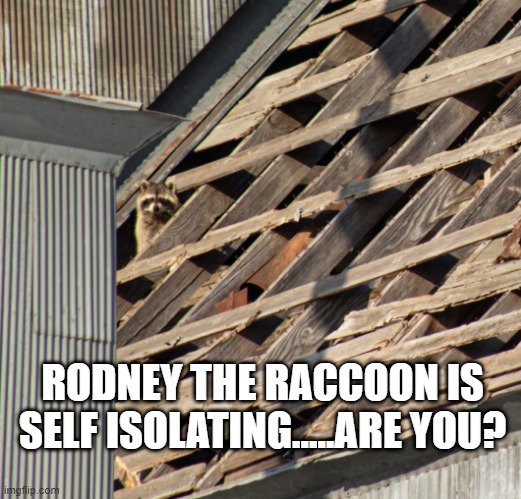 Self Isolation | RODNEY THE RACCOON IS SELF ISOLATING.....ARE YOU? | image tagged in self isolation | made w/ Imgflip meme maker