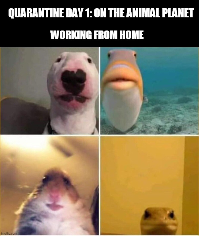 working from home | QUARANTINE DAY 1: ON THE ANIMAL PLANET; WORKING FROM HOME | image tagged in lockdown,quarantine,coronavirus,covid-19 | made w/ Imgflip meme maker