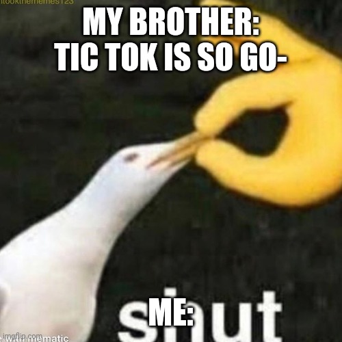 Shut Gull | MY BROTHER: TIC TOK IS SO GO-; ME: | image tagged in shut gull,tik tok,siblings,memes,funny,shut up | made w/ Imgflip meme maker