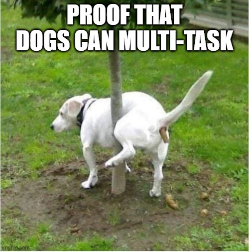 2 Things at Once | PROOF THAT DOGS CAN MULTI-TASK | image tagged in funny dogs | made w/ Imgflip meme maker