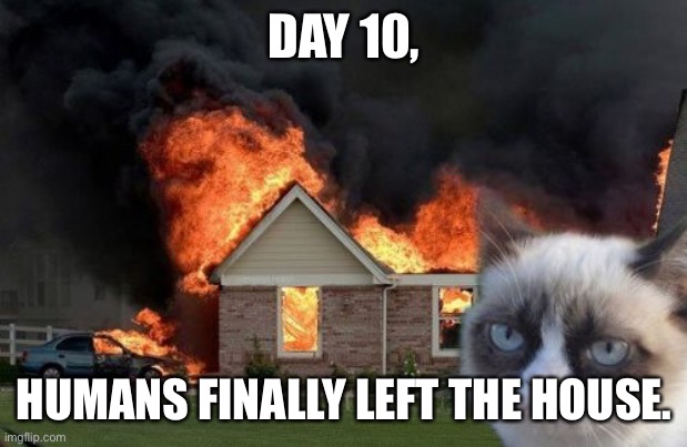 Burn Kitty Meme | DAY 10, HUMANS FINALLY LEFT THE HOUSE. | image tagged in memes,burn kitty,grumpy cat | made w/ Imgflip meme maker