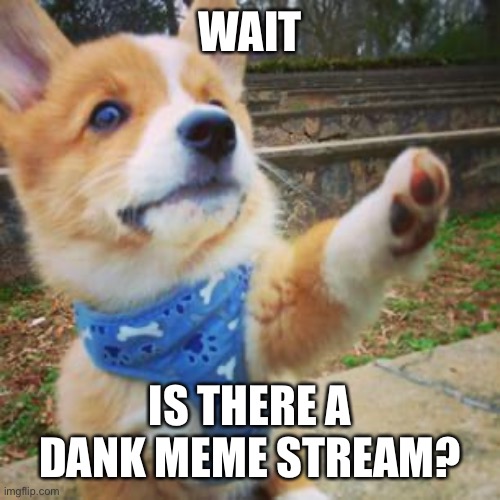 puppy corgi | WAIT; IS THERE A DANK MEME STREAM? | image tagged in puppy corgi | made w/ Imgflip meme maker