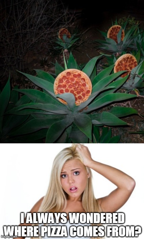 PIZZA PLANTS |  I ALWAYS WONDERED WHERE PIZZA COMES FROM? | image tagged in dumb blonde,memes,pizza,wtf | made w/ Imgflip meme maker