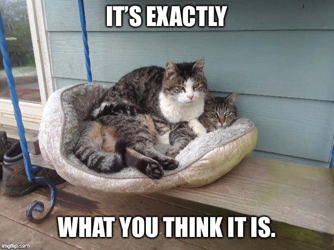 CAT ON CAT | IT’S EXACTLY; WHAT YOU THINK IT IS. | image tagged in cat on cat | made w/ Imgflip meme maker