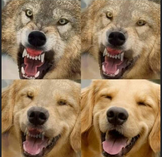 High Quality Wolf to Dog Blank Meme Template