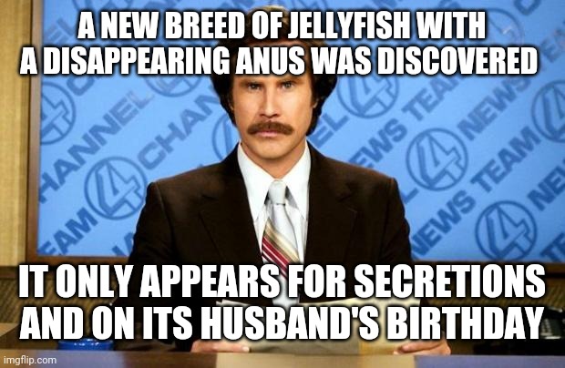 BREAKING NEWS | A NEW BREED OF JELLYFISH WITH A DISAPPEARING ANUS WAS DISCOVERED; IT ONLY APPEARS FOR SECRETIONS AND ON ITS HUSBAND'S BIRTHDAY | image tagged in breaking news | made w/ Imgflip meme maker
