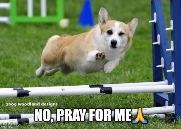 awesome corgi andshit | NO, PRAY FOR ME? | image tagged in awesome corgi andshit | made w/ Imgflip meme maker