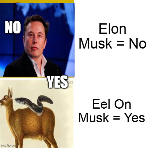 Elon Musk = No; NO; YES; Eel On Musk = Yes | image tagged in eel on musk,elon musk,memes,no,yes | made w/ Imgflip meme maker