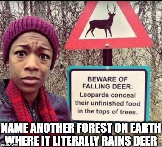 FRESH CATCH | NAME ANOTHER FOREST ON EARTH WHERE IT LITERALLY RAINS DEER | image tagged in deer me,funny,hunting season,memes,predator,rain | made w/ Imgflip meme maker