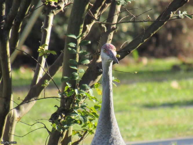 Sandhill crane | image tagged in florida | made w/ Imgflip meme maker